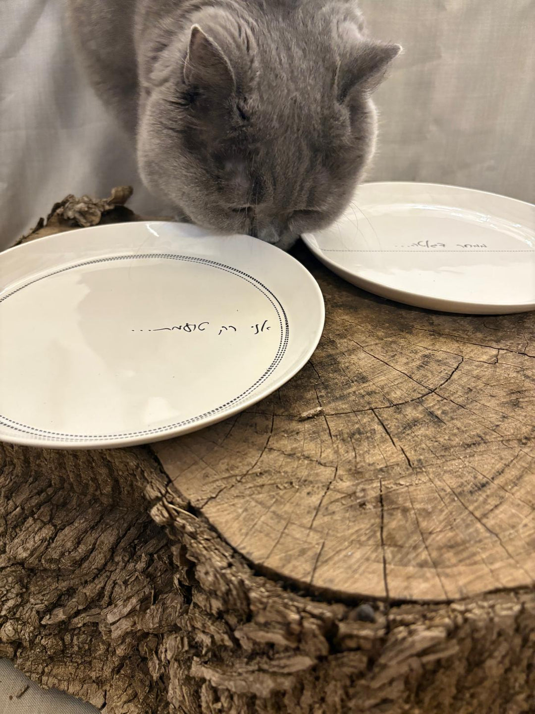 MASKIT X STAIN PLATES 2025